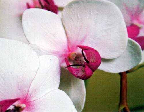 Цветы из полимерной глины.